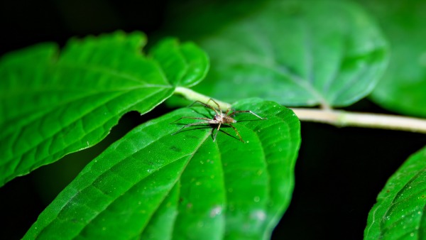 Costa_Rica_2024-12-05-19-09-47_ILCE-1_1297_02_02_2025.jpg