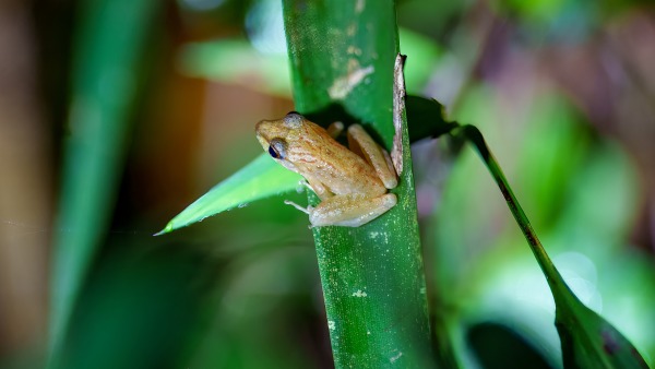 Costa_Rica_2024-12-05-19-17-13_ILCE-1_1306_02_02_2025.jpg