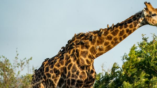 Giraffe übersäht mit Rotschnabelmadenhackern. Transvaal-Giraffe , Giraffe, Kameelperd, Giraffa camelopardalis wardi