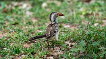 Mopanetoko, Southern Red-billed Hornbill, Rooibekneushoringvoël, Tockus rufirostris