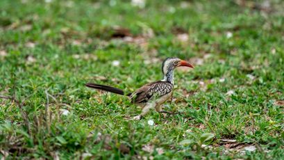 Mopanetoko, Southern Red-billed Hornbill, Rooibekneushoringvoël, Tockus rufirostris