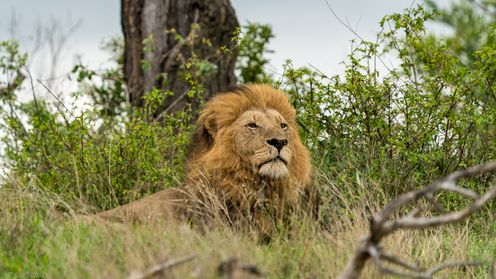 Transvaal-Löwe, Lion, Leeu, Panthera leo krugeri