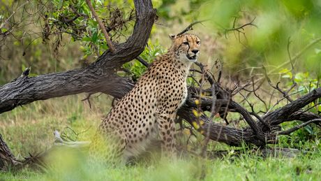 Gepard, Cheetah, Jagluiperd, Acinonyx jubatus