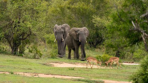 Afrikanischer Elefant, African elephant, Olifant, Loxodonta africana mit Impalas