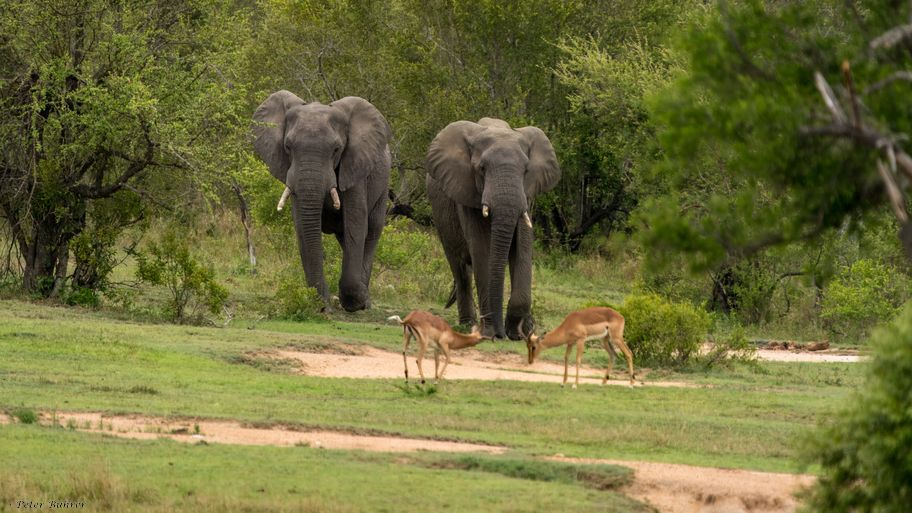 Afrikanischer Elefant, African elephant, Olifant, Loxodonta africana, mit Impalas