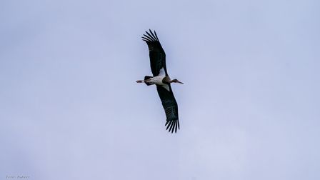 Jungtier - Schwarzstorch, Black Stork, Grootswartooievaar, Ciconia nigra