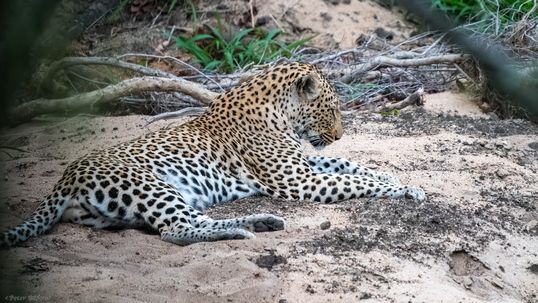 Leopard, Leopard, Luiperd, Panthera pardus melanotica