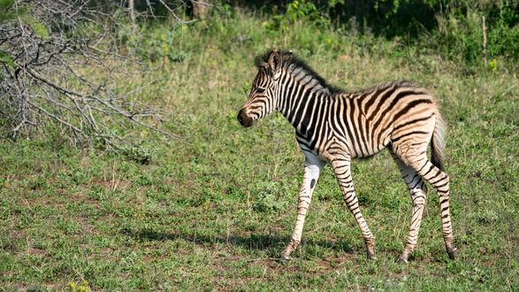 Steppenzebra, Plains Zebra, Sebra Equus quagga