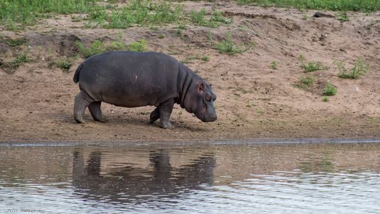 Flusspferd, Hippopotamus, seekoei, hippopotamus, Hippopotamus amphibius capensis