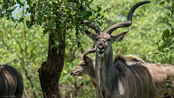 Männchen - Kap)Grosser Kudu, Greater Kudu,Koedoe,Strepsiceros strepsiceros