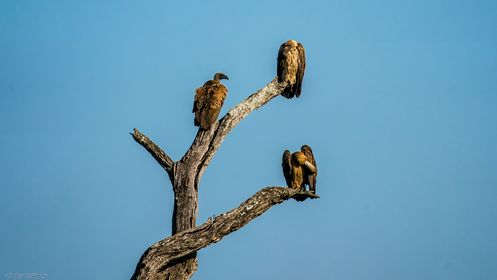 Weissrückengeier, White-backed Vulture, Witrugaasvoël, Gyps africanus