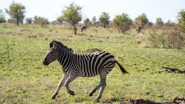 Steppenzebra, Plains Zebra, Sebra Equus quagga