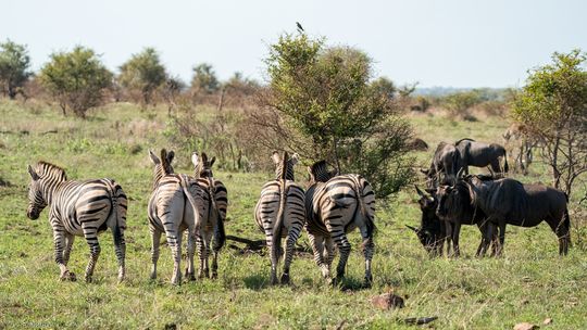 Steppenzebra, Plains Zebra, Sebra Equus quagga und Streifengnu (Blaues Gnu), Bue wildebeest, Blouwildebees, Connochaetes taurinus