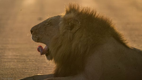 Transvaal-Löwe, Lion, Leeu, Panthera leo krugeri