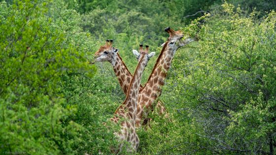 Transvaal-Giraffe , Giraffe, Kameelperd, Giraffa camelopardalis wardi
