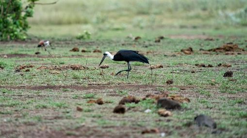 Afrikanische Wollhalsstorch, African woolly-necked stork, Wolnekooievaar, Ciconia microscelis