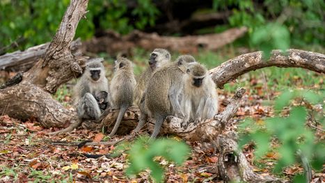 Südliche Grünmeerkatze, Vervet monkey, Blouaap, Chlorocebus pygerythrus pygerythrus