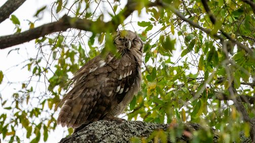 Blassuhu (Milchuhu), Verreaux's Eagle-Owl, Reuse-ooruil, Ketupa lactea