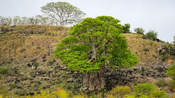 Baobab nördlich Mopani