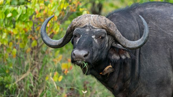 Kaffernbüffel, Cape Buffalo, Kaapse buffel, Syncerus caffer mit Gelbschnabel Madenhacker