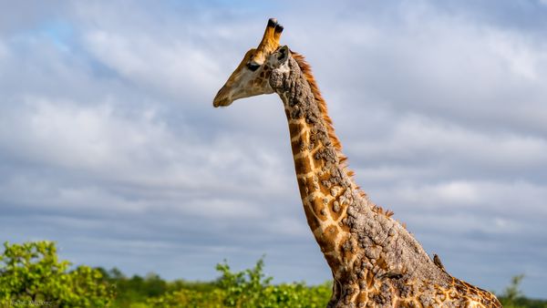 Transvaal-Giraffe , Giraffe, Kameelperd, Giraffa camelopardalis wardi