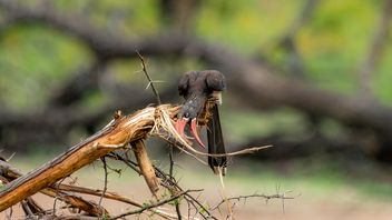 Kronentoko, Crowned Hornbill,   Gekroonde Neushoringvoël, Lophoceros alboterminatus