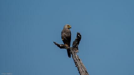 Männchen - Rötelfalke, Lesser Kestrel, Kleinrooivalk, Falco naumanni