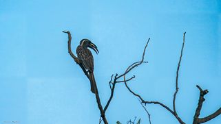 Grautoko, African Grey Hornbill, Grysneushoringvoël, Lophoceros nasutus