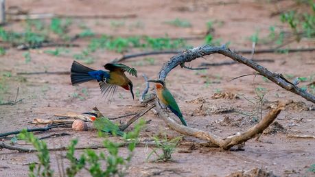 Weissstirnspint, White-fronted Bee-eater, Rooikeelbyvreter, Merops bullockoides