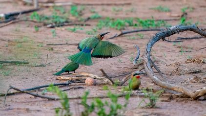 Weissstirnspint, White-fronted Bee-eater, Rooikeelbyvreter, Merops bullockoides