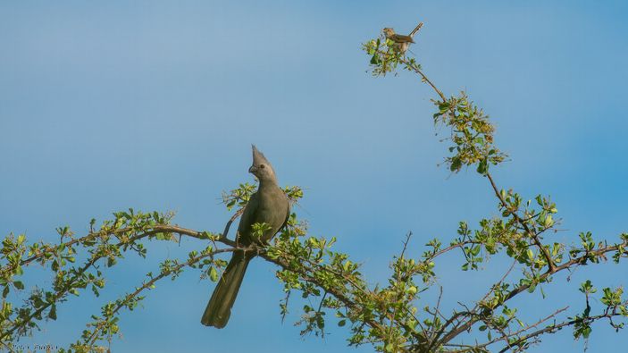 Graulärmvogel, Grey Go-away-bird, Kwêvoël, Crinifer concolor
