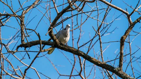 Gurrtaube, Ring-necked Dove (Cape turtle dove oder Jalf-collared dove), Gewone Tortelduif, Streptopelia capicola