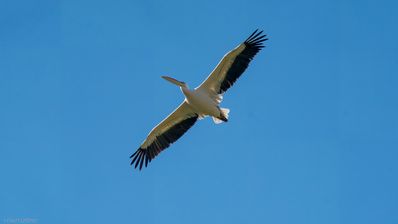 Rosapelikan, Great White Pelican, Witpelikaan, Pelecanus onocrotalus