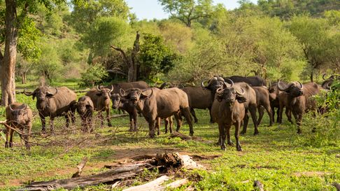 Kaffernbüffel, Cape Buffalo, Kaapse buffel, Syncerus caffer