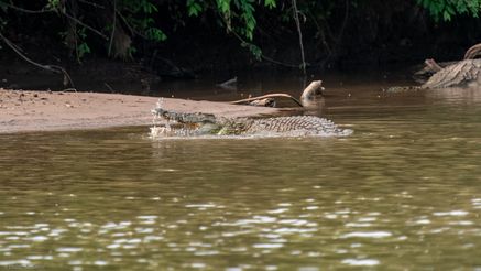 Nilkrokodil, Nile crocodile, Nyl krokodil, Crocodylus niloticus