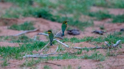 Zwergspint, Little Bee-eater, Kleinbyvreter,Merops pusillus