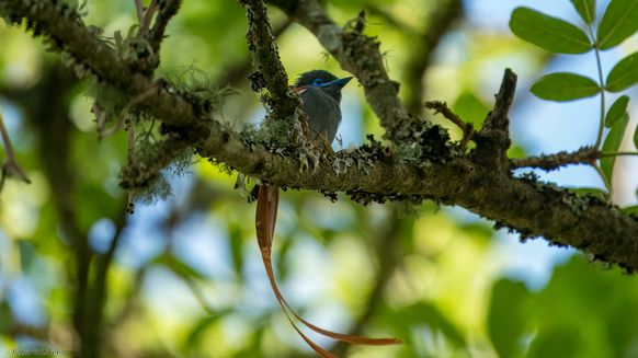 Cuckoo’s Nest 2km outside of Louis Trichardt - Graubrust-Paradiesschnäpper, African Paradise Flycatcher, Paradysvlieëvanger, Terpsiphone viridis