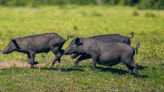 Wildschwein, Porco monteiro, sus scrofa?, vor etwa 200 Jahren wurden die Schweine im Pantanal angesiedelt