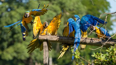 Gelbbrustara, arara-canindé, Blue-and-yellow Macaw, Ara ararauna