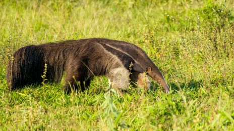 Grosser Ameisenbär, Tamanduá-bandeira, Giant Anteater, Myrmecophaga tridactyla