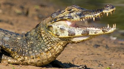 (Südlicher) Brillenkaiman, Jacaré, Yacare Caiman - Paraguayan Caiman, Caiman yacare, Syn.: Caiman crocodilus yacara)