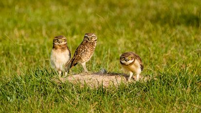 Kaninchenkauz,coruja-buraqueira, Burrowing Owl, Athene cunicularia