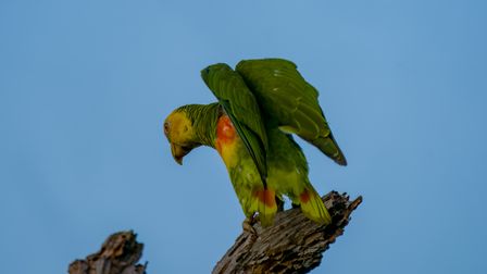 Goldbauchamazone, papagaio-galego, Yellow-faced Parrot, Alipiopsitta xanthops