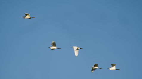 Schmuckreiher, garça-branca-americana, Snowy Egret, Egretta thula