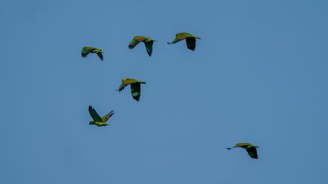 Venezuelaamazone, papagaio-curica, Orange-winged Amazon, Amazona amazonica