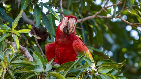 Grünflügelara, arara-vermelha, Red-and-green Macaw, Ara chloropterus