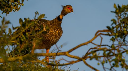 Weibchen - Halsband-Wehrvogel, anhuma-do-sul, Southern Screamer, Chauna torquata