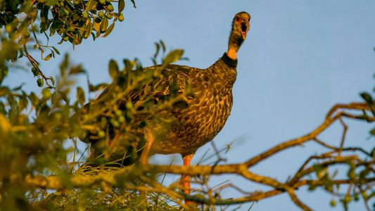 Weibchen - Halsband-Wehrvogel, anhuma-do-sul, Southern Screamer, Chauna torquata