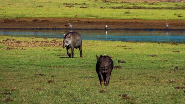 (Flachland) Tapir, Anta, (lowland) Tapir, Tapirus terrestris