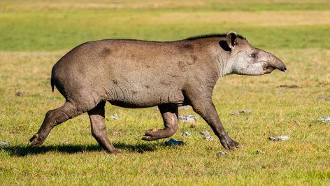 (Flachland) Tapir, Anta, (lowland) Tapir, Tapirus terrestris